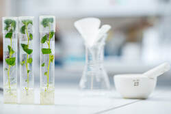 tissue-culture